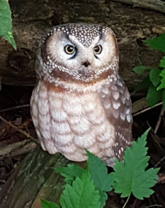 Finished owl sitting in a natural setting