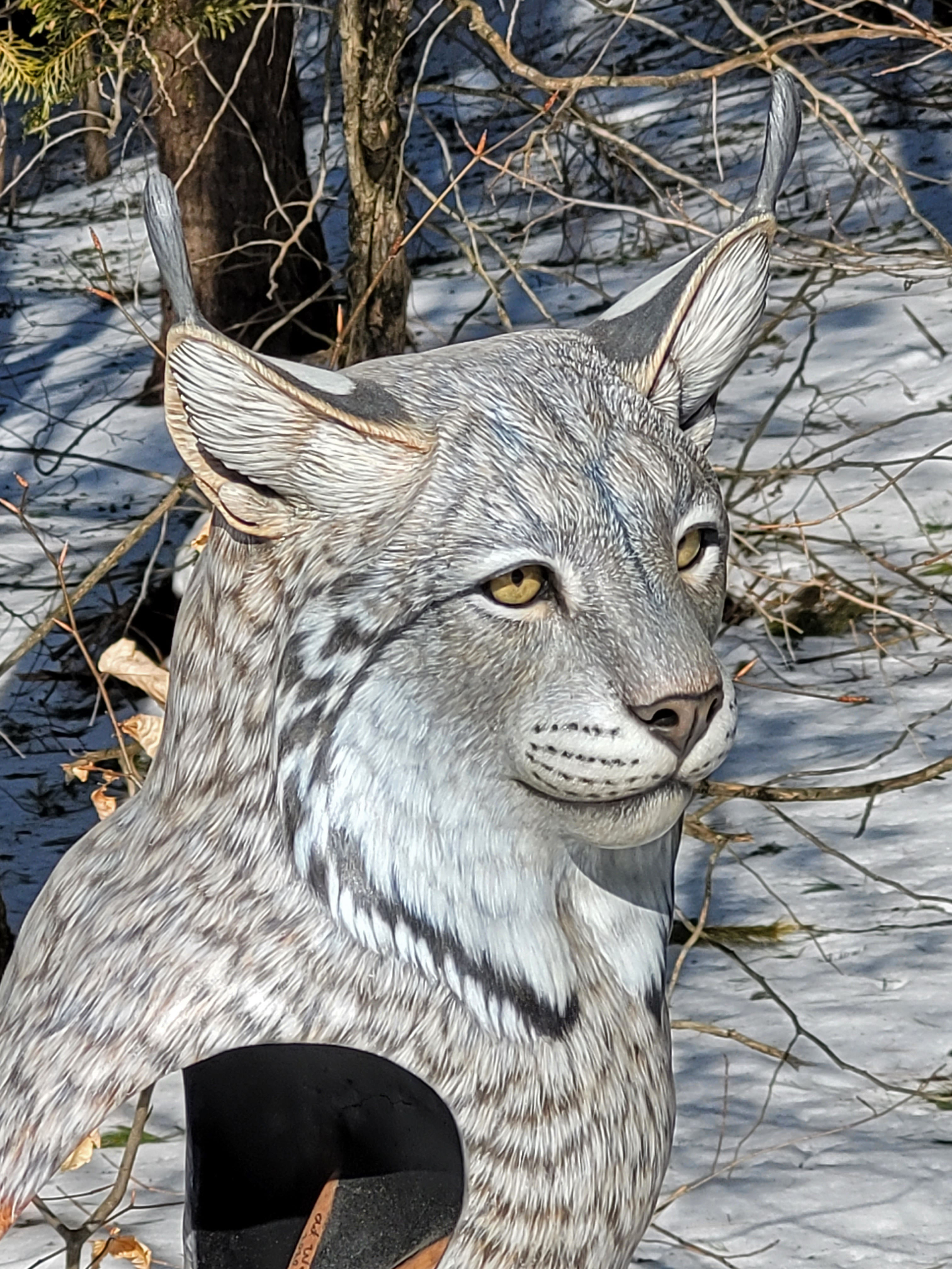Canada Lynx