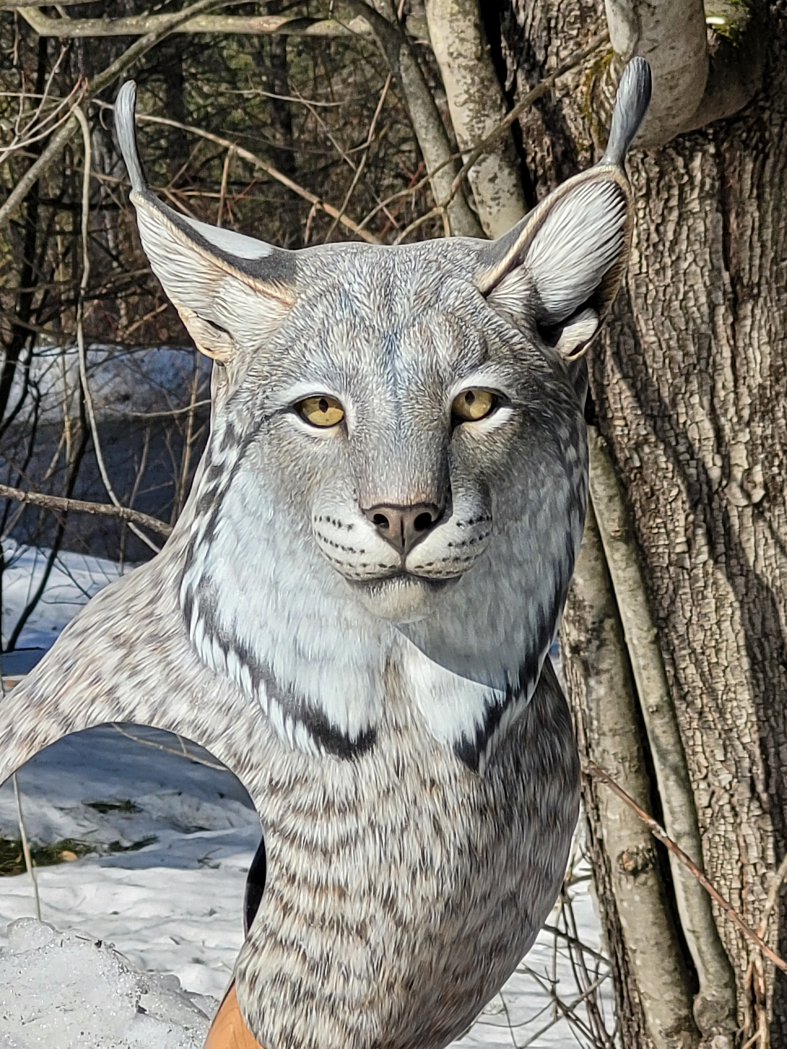 Canada Lynx