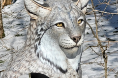 Canada Lynx