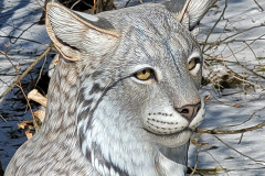 Canada Lynx