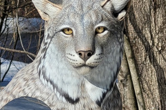 Canada Lynx