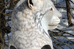 Canada Lynx